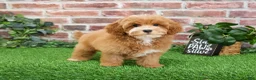 Cavapoo dogs for sale: Caleb - Ad 4