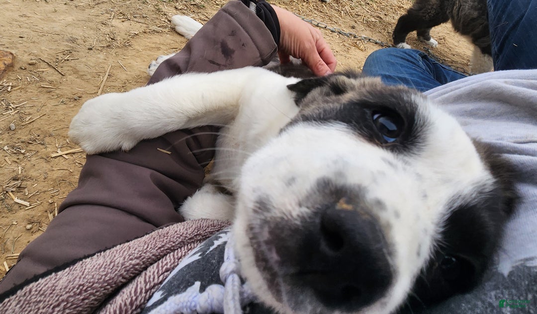 Anatolian Shepherd dogs for sale: AKC Blue 2025 M2 ASD puppy - Ad 22