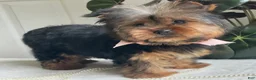 Yorkshire Terrier dogs for sale: Felicity - Ad 15