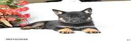 German Shepherd dogs for sale: Molly - Ad 5