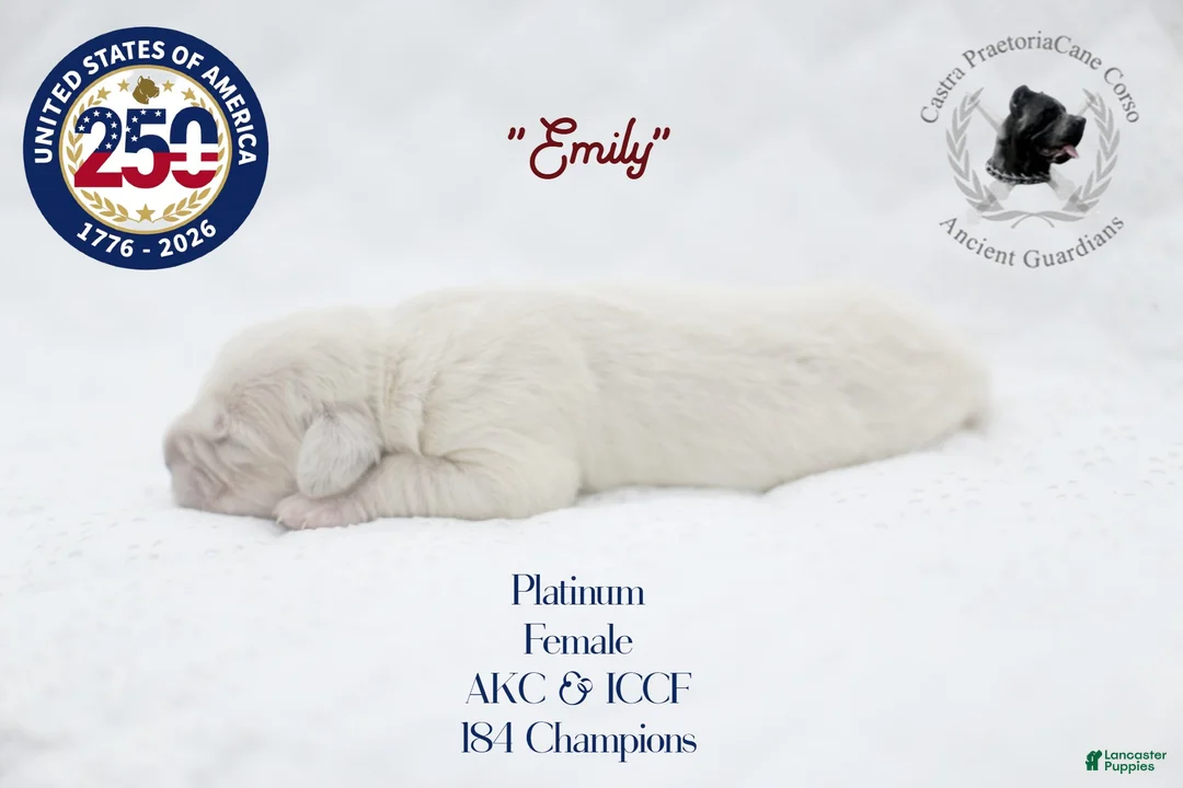 Cane Corso dogs for sale: "Emily" - Ad 2