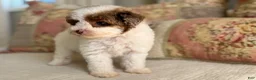 Miniature Poodle dogs for sale: Madonna - Ad 11