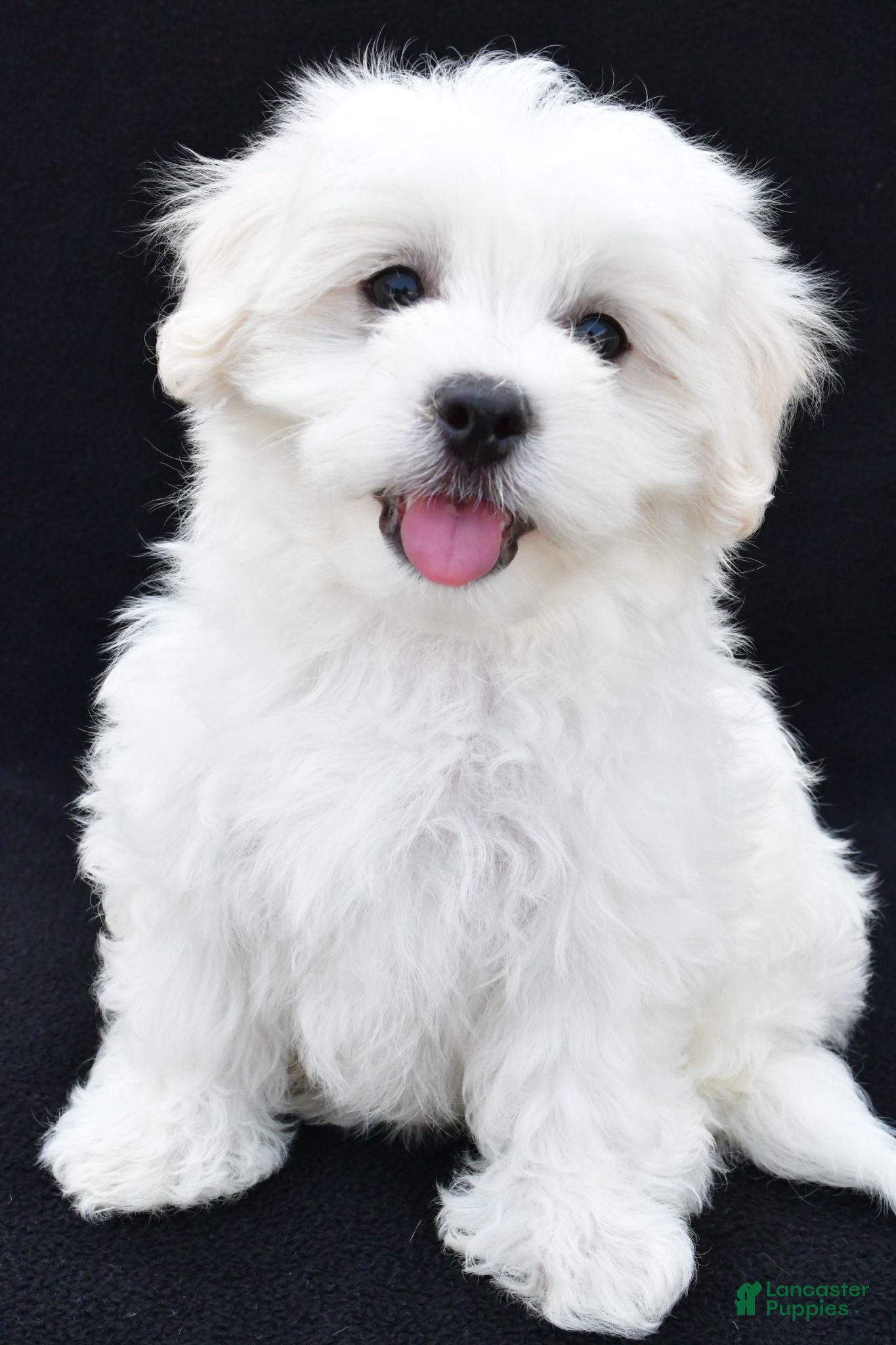 Maltese dogs Bo - Ad 2