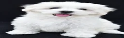 Maltese dogs for sale: Bo - Ad 2