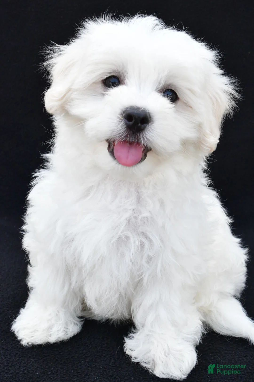 Maltese dogs for sale: Bo - Ad 2