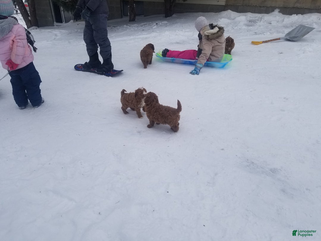 Mini Goldendoodle dogs for sale: Mini Goldendoodle Puppy 1 - Ad 11