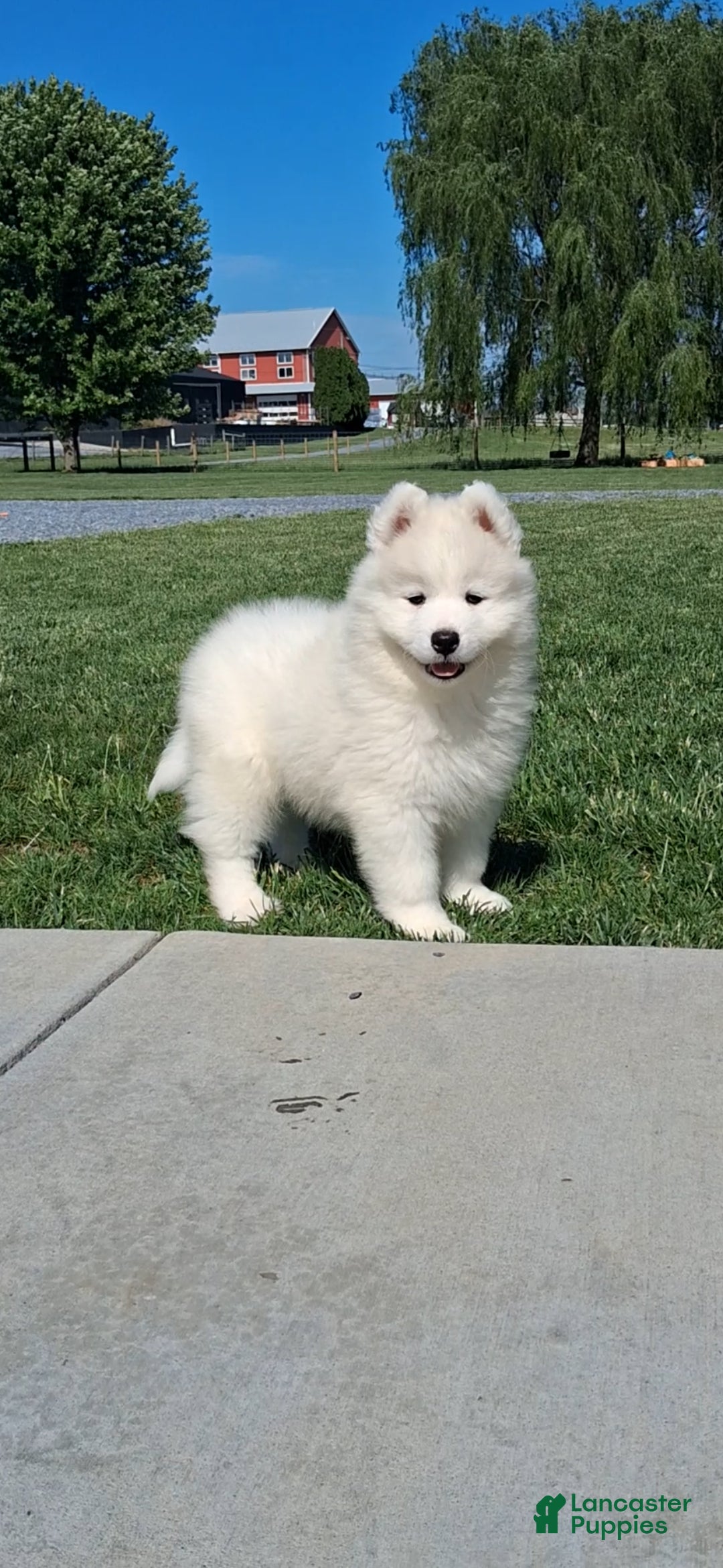Samoyed dogs Faith - Ad 2