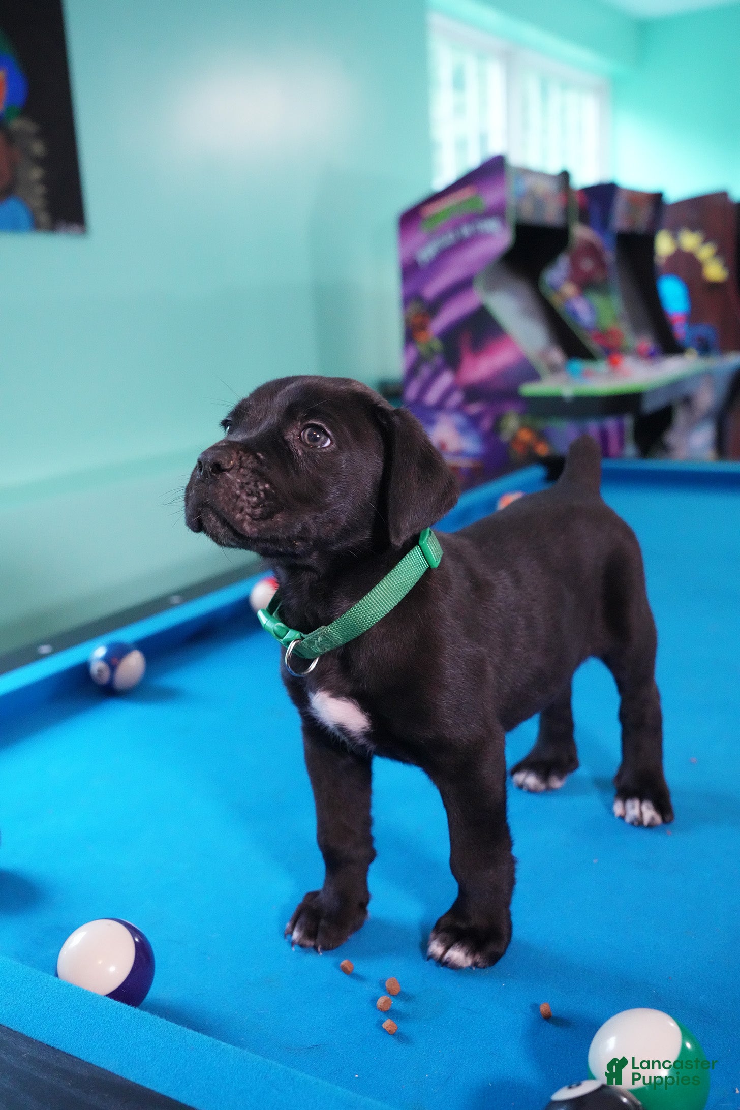 Cane Corso dogs Thanos - Ad 2