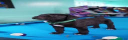 Cane Corso dogs for sale: Thanos - Ad 2