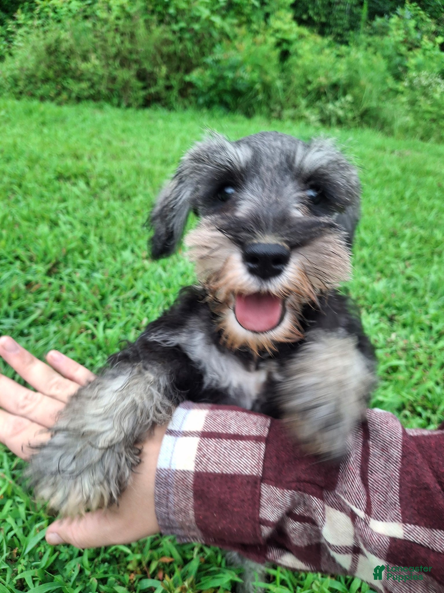 Miniature Schnauzer dogs Piper - Ad 2