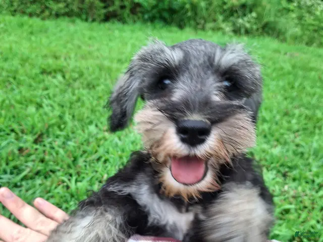 Miniature Schnauzer dogs Piper - Ad 1
