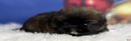 Pekingese dogs for sale: AKC DNA OFA Pudding - Ad 11