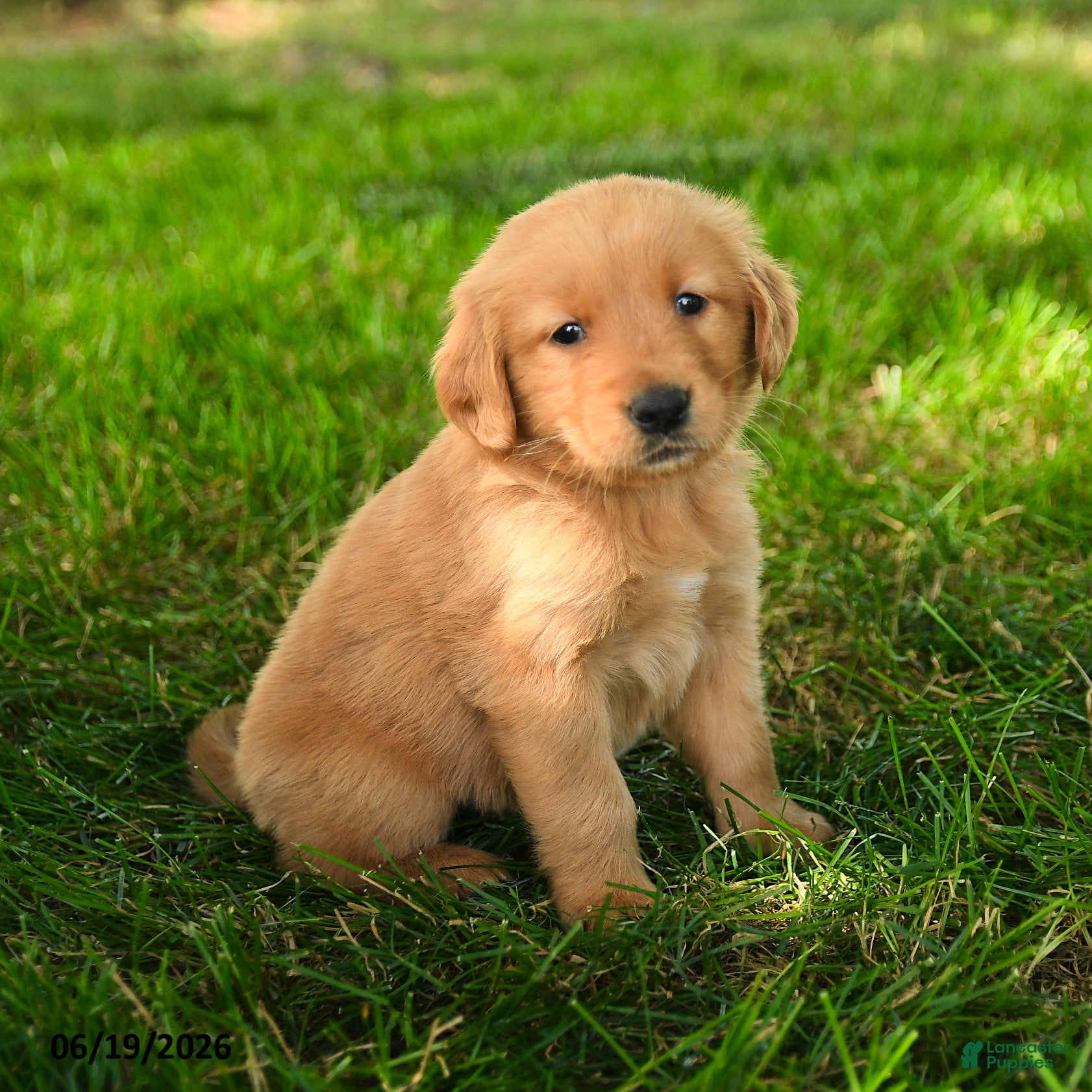 Golden Retriever dogs Channing - Ad 2