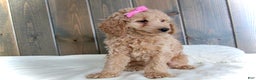 Mini Goldendoodle dogs for sale: Mindy - Ad 19