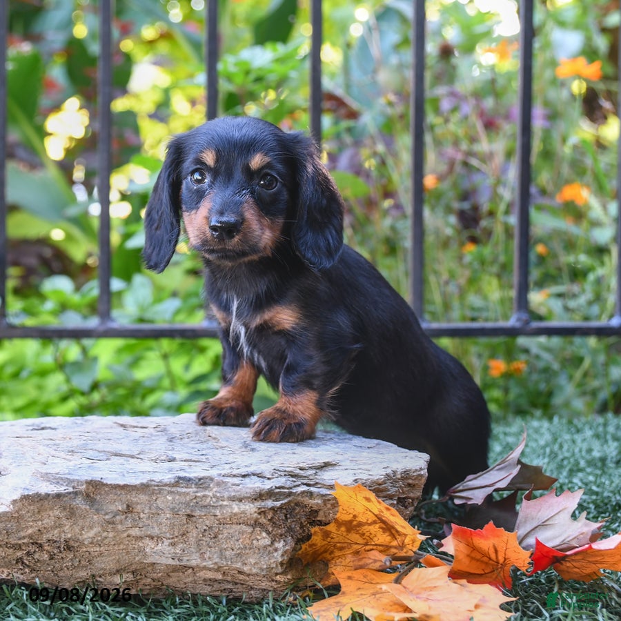 Miniature Dachshund dogs Nugget - Ad 2