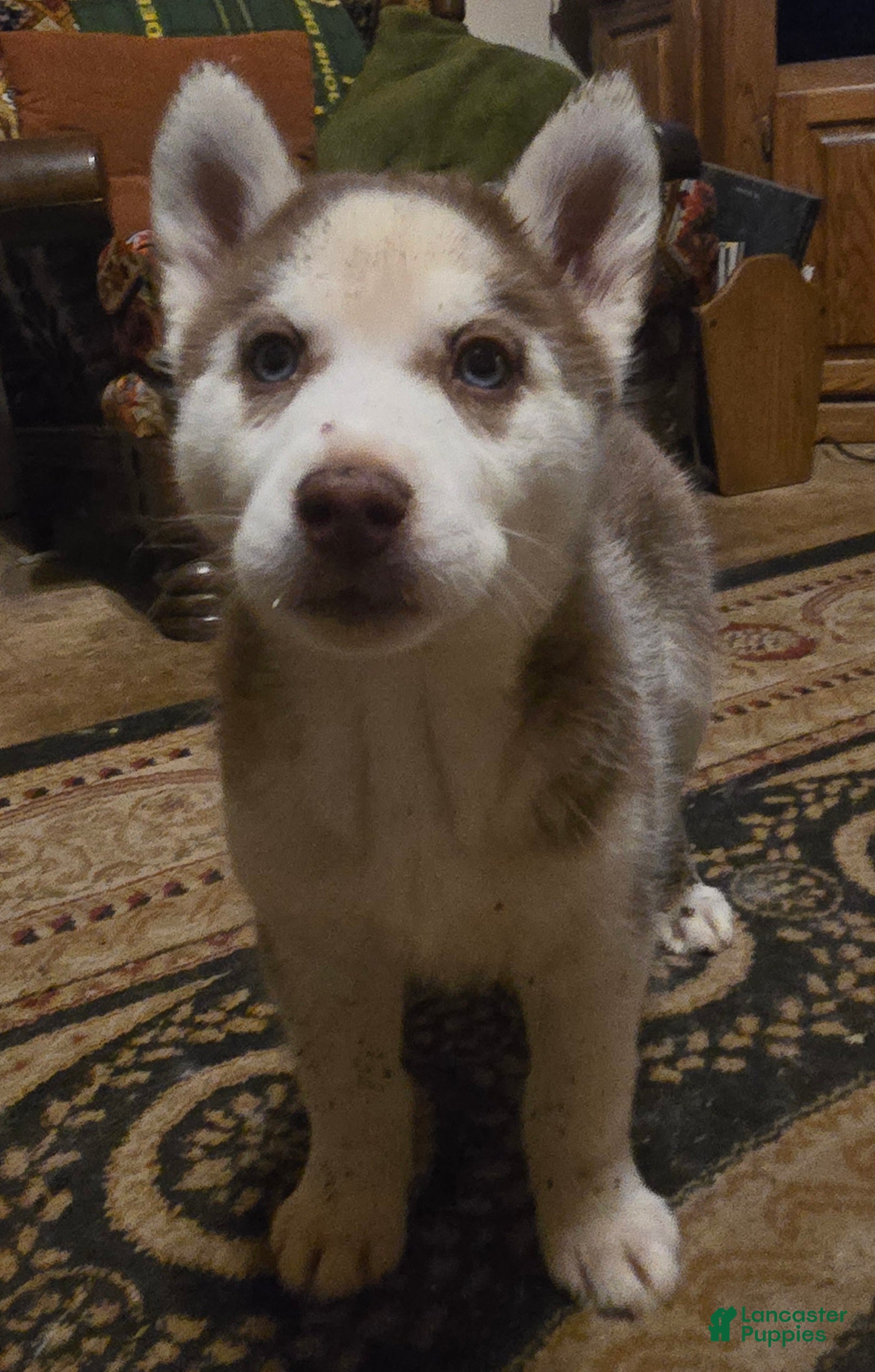 Siberian Husky dogs Cassidy - Ad 15