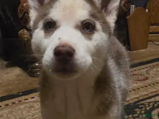 Siberian Husky dogs Cassidy - Ad 15