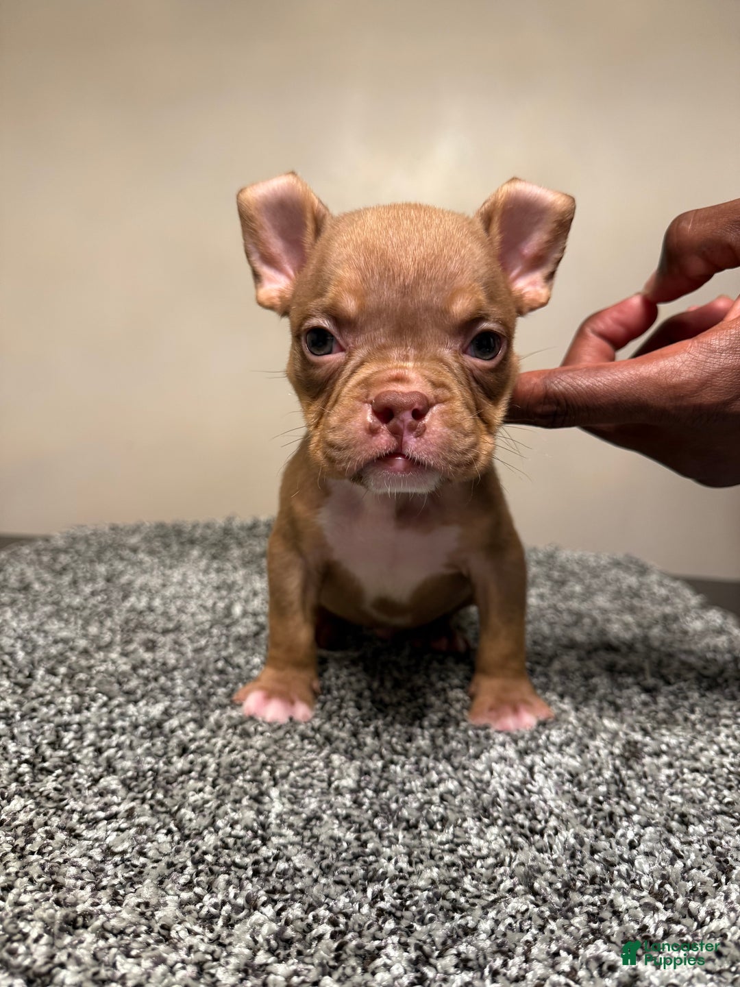 American Bully dogs for sale: American Bully Puppy 5 - Ad 14
