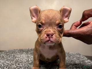 American Bully dogs - Ad 34