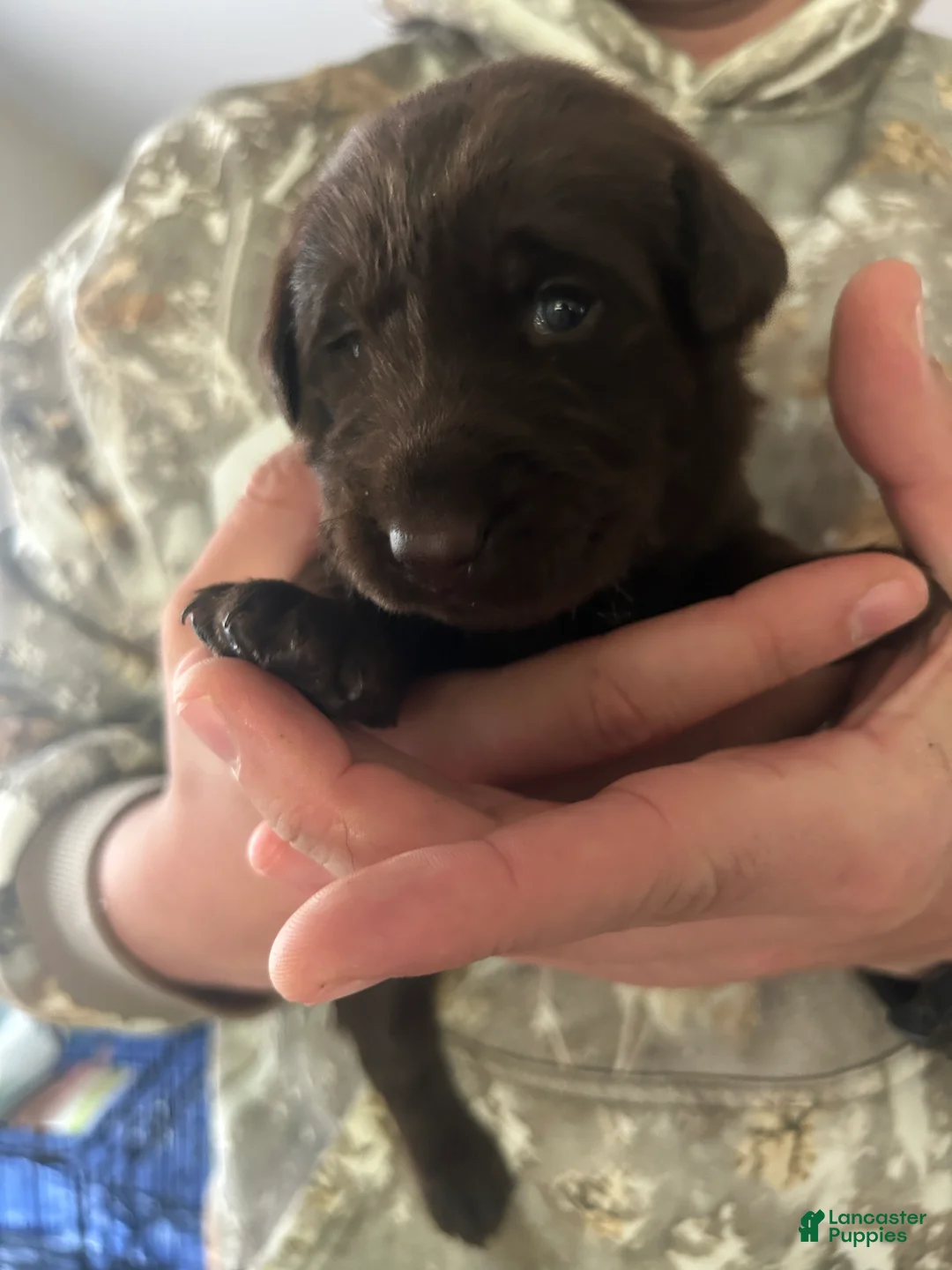 Labrador Retriever dogs for sale: Mary - Ad 2