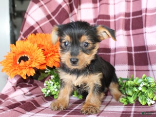 Yorkshire Terrier dogs - Ad 35