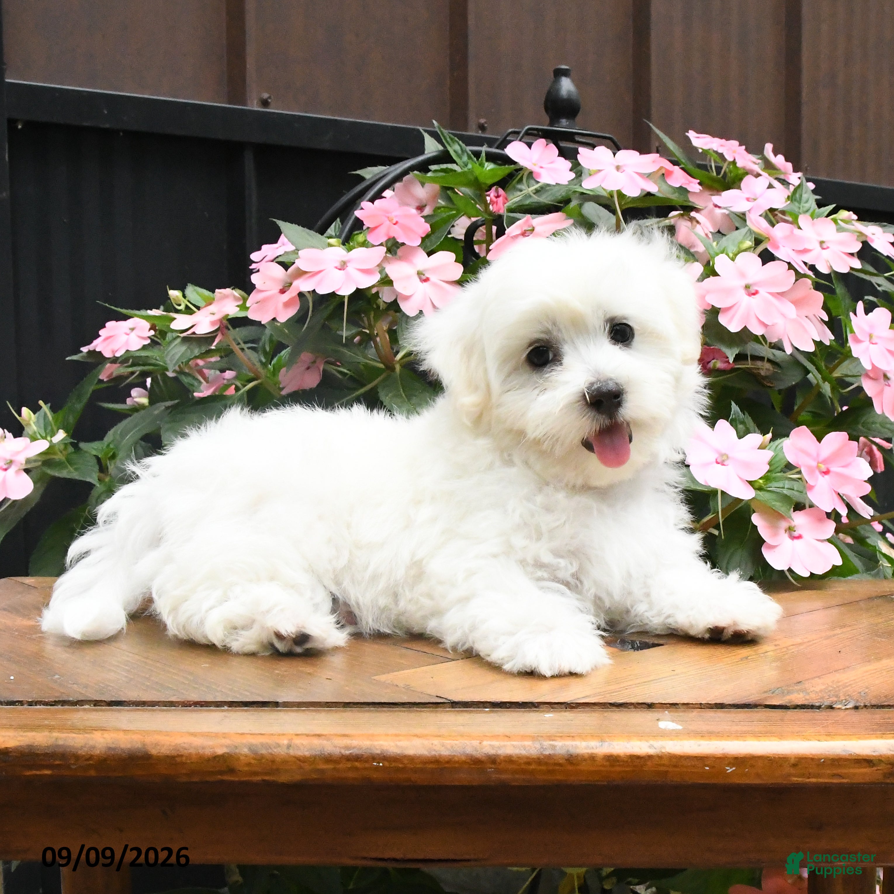 Maltese dogs Racer - Ad 2
