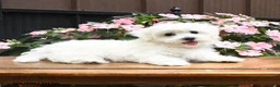 Maltese dogs for sale: Racer - Ad 2