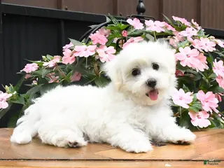Maltese dogs Racer - Ad 2