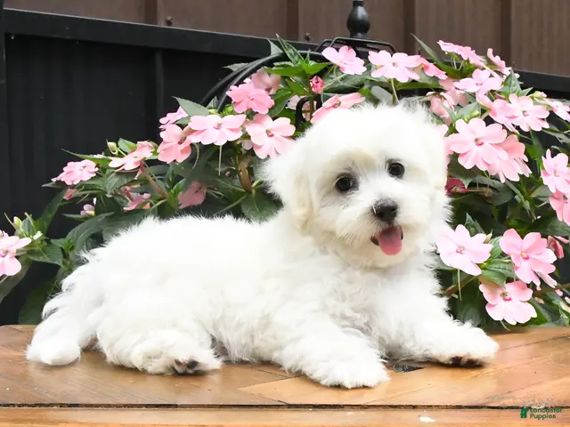 Maltese dogs Racer - Ad 2