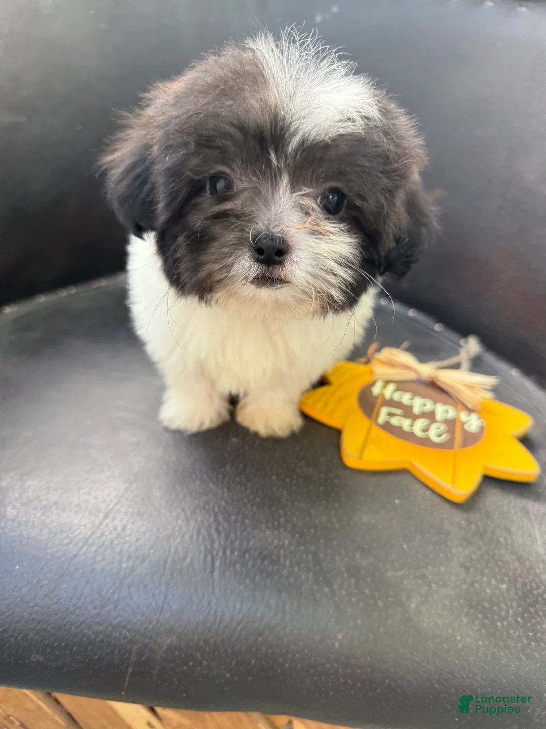 Shihpoo dogs for sale: Theo — The Sweet Little Cuddle Bug - Ad 1