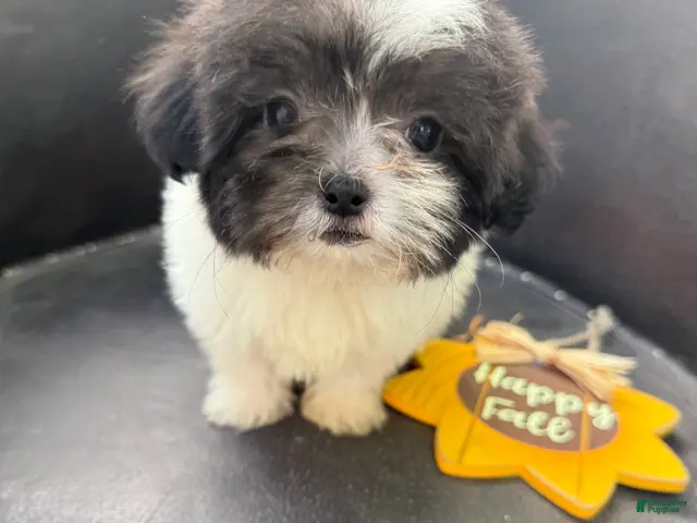 Shihpoo dogs for sale: Theo — The Sweet Little Cuddle Bug - Ad 1