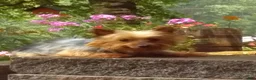Yorkshire Terrier dogs for sale: Zara - Ad 11