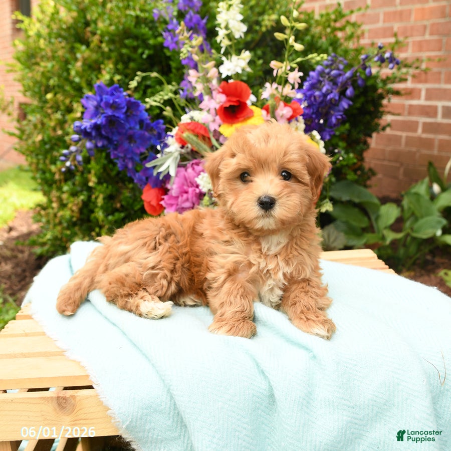 Maltipoo dogs for sale: Tulip - Ad 4