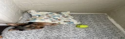 Yorkshire Terrier dogs for sale: Yorkshire Terrier Brownie - Ad 4