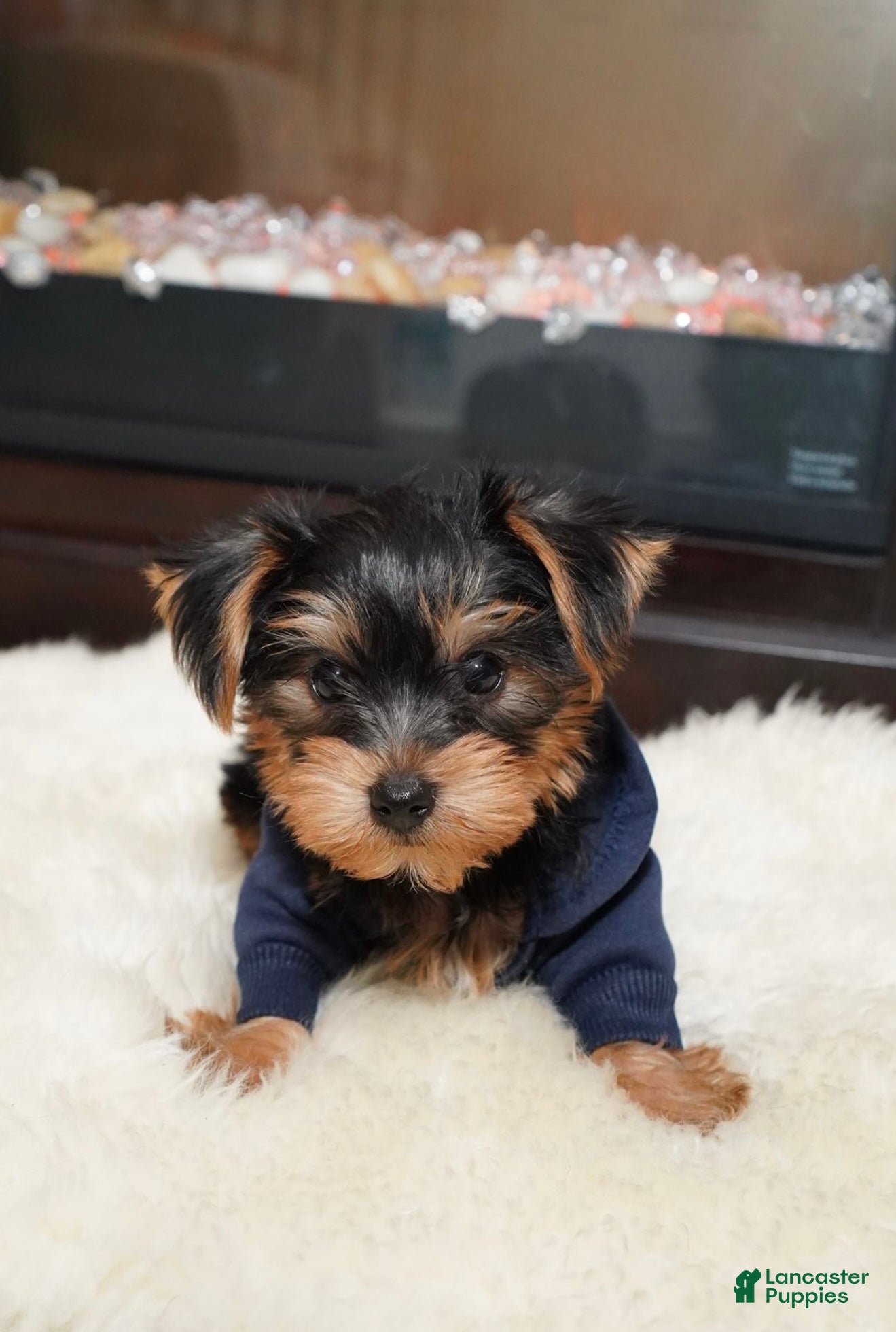 Yorkshire Terrier dogs for sale: Winter  - Ad 3