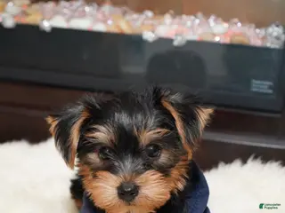 Yorkshire Terrier dogs for sale: Winter - Ad 3