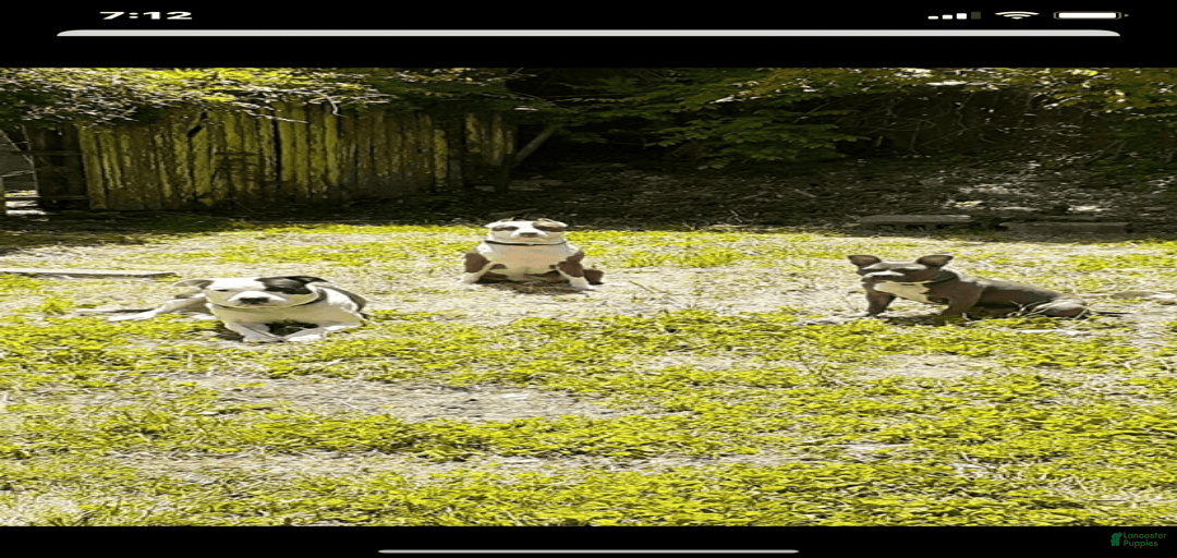 Gallery Image {{count}}