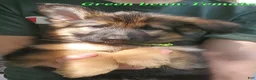 German Shepherd dogs for sale: Green Beanie - Ad 1