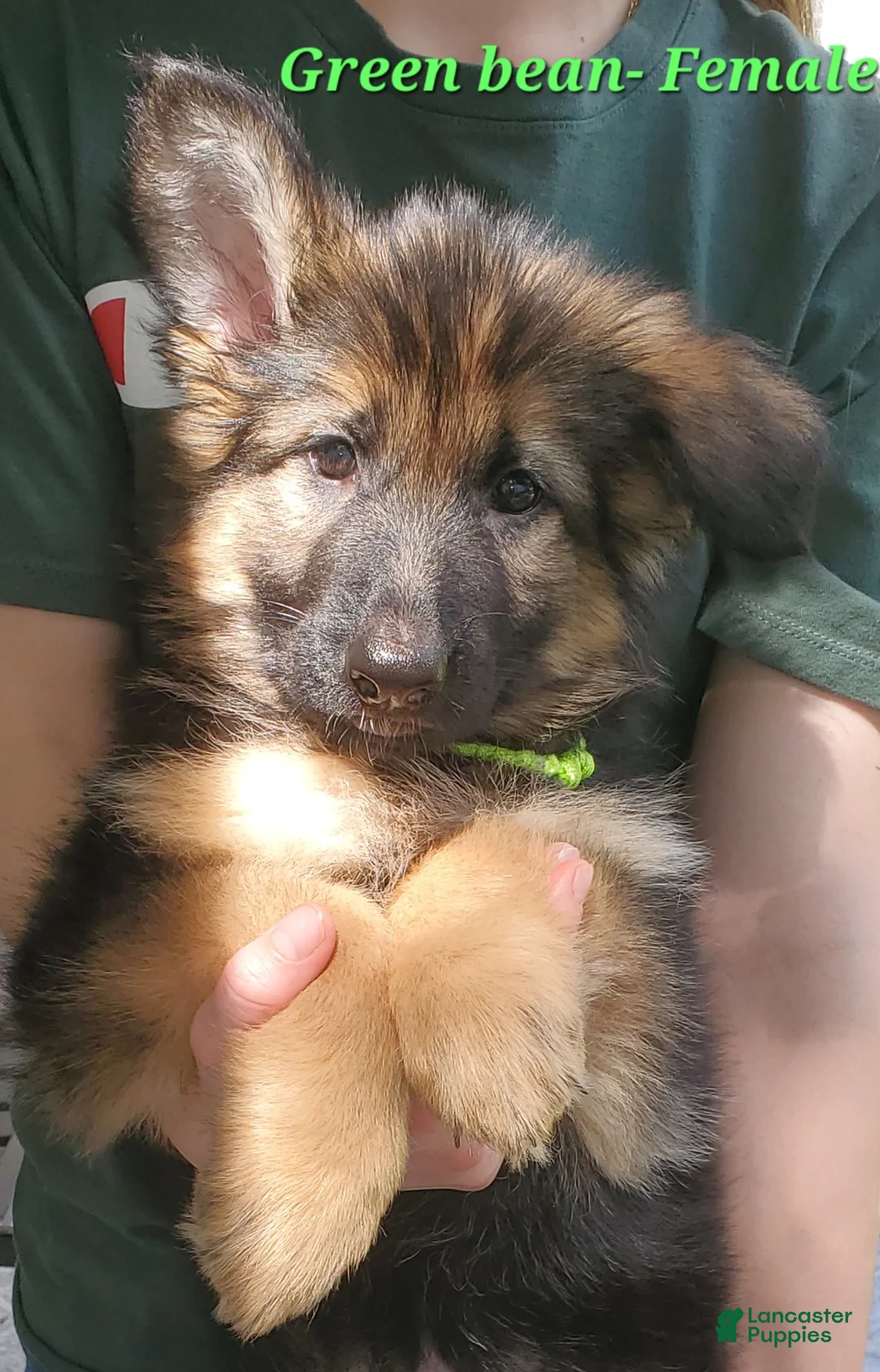 German Shepherd dogs for sale: Green Beanie - Ad 1