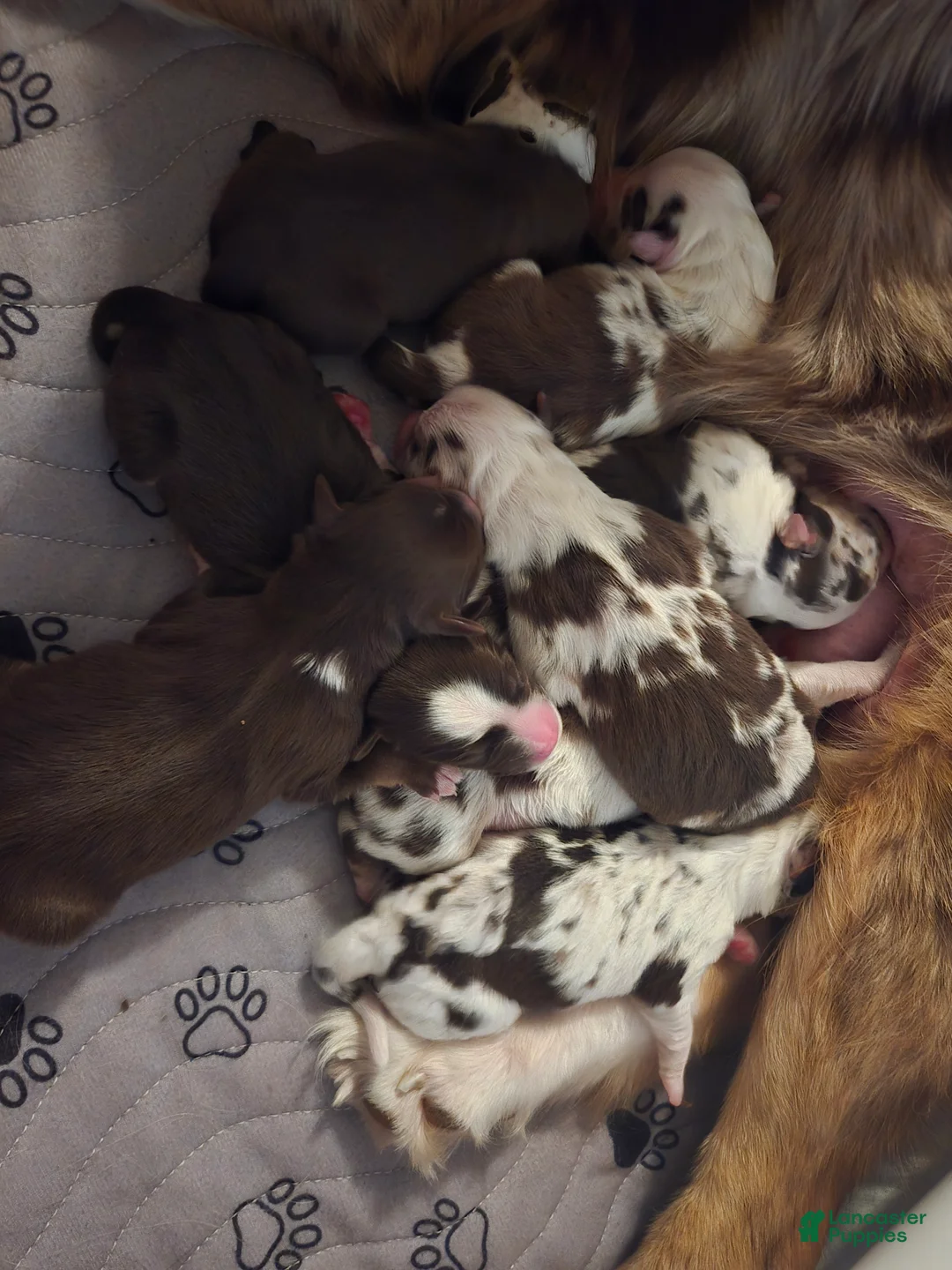 Australian Shepherd dogs for sale: Australian Shepherd 5 - Ad 1