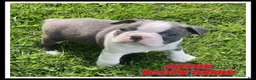 Boston Terrier dogs for sale: Chester - Ad 1