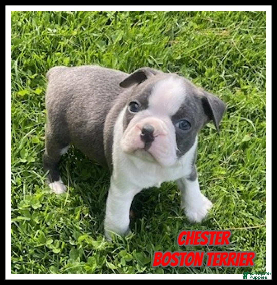 Boston Terrier dogs for sale: Chester - Ad 1