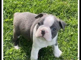 Boston Terrier dogs for sale: Chester - Ad 2