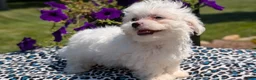 Maltese dogs for sale: Talia - Ad 7