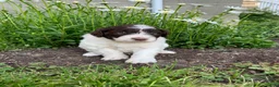 Portuguese Water Dog dogs for sale: Toby - Ad 2