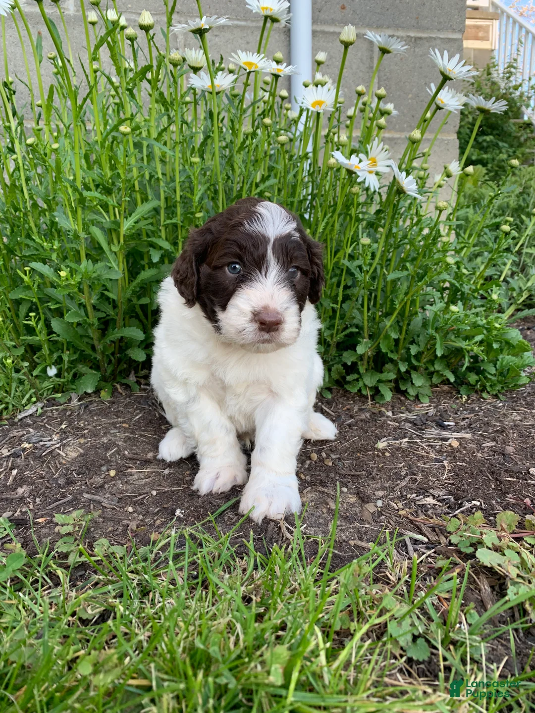 Portuguese Water Dog dogs for sale: Toby - Ad 2
