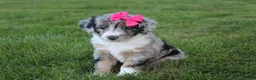 Mini Aussiedoodle dogs for sale: Kierra 🎀 - Ad 4