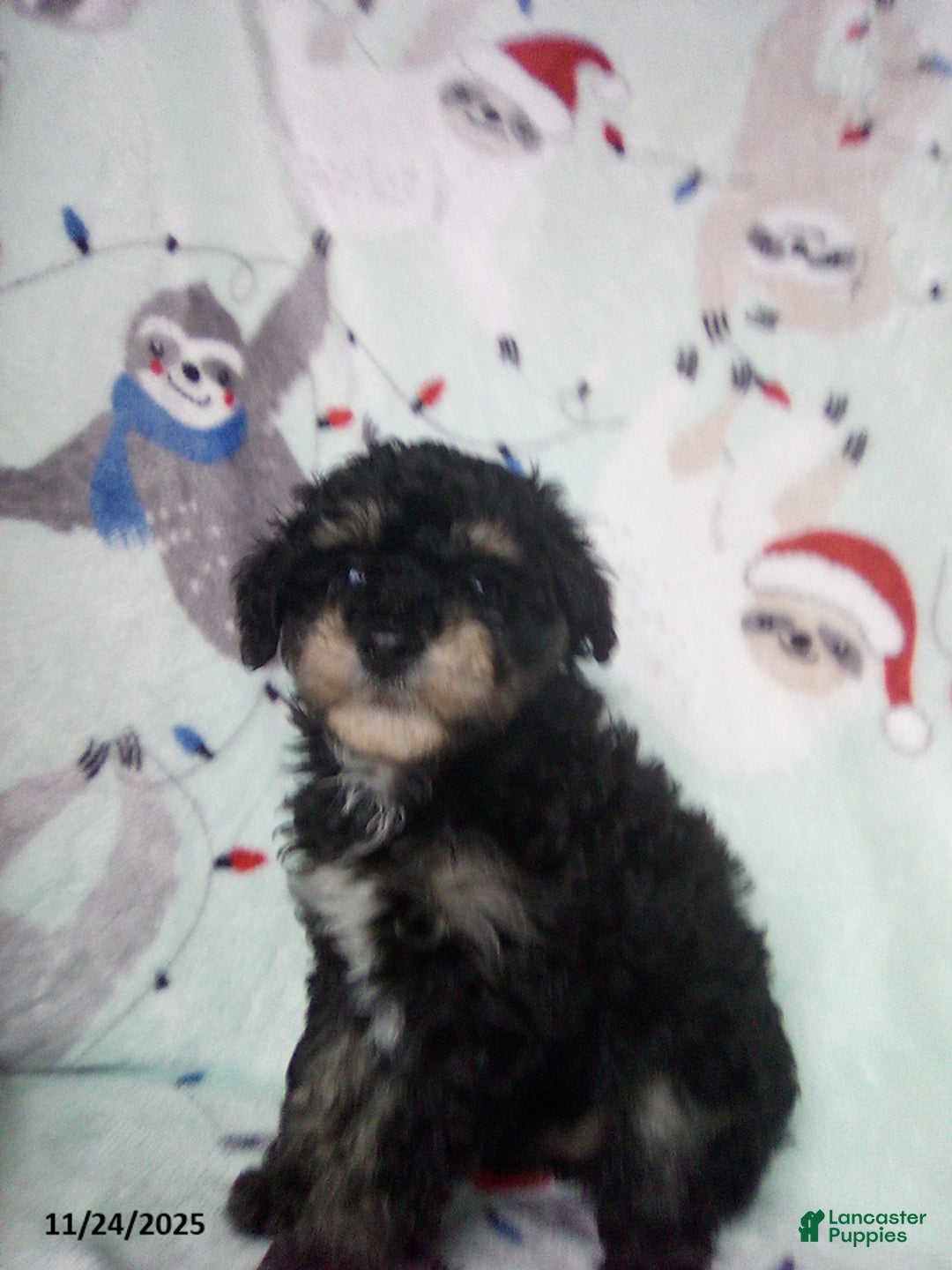 Toy Poodle dogs for sale: Rosetta - Ad 4