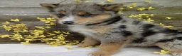 Pomsky dogs for sale: Stella - Ad 6