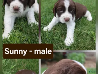 English Springer Spaniel dogs Sunny - Ad 30